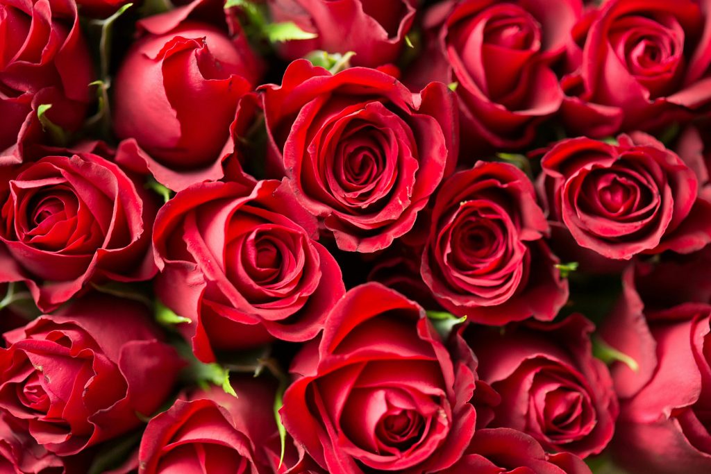 Rose Day 2024 Best wishes, Greetings, and Personalized Messages to